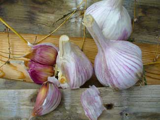 Asian Tempest garlic cloves by Susan Fluegel at Grey Duck Garlic