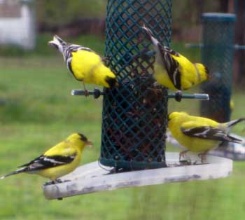Bird feeders attract yellow finches by Susan Fluegel at Grey Duck Garlic