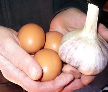 Grey Duck Garlic, Bogatyr garlic bulb cradled with three brown free range eggs