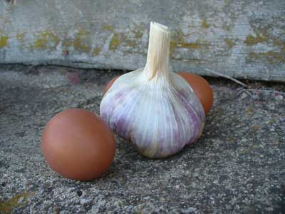 Bogatyr garlic bulb with brown free range eggs by Susan Fluegel at Grey Duck Garlic