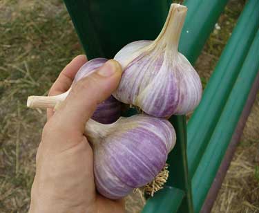 Bogatyr garlic bulbs by green gate by Susan Fluegel at Grey Duck Garlic