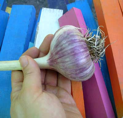 Bogatyr garlic held by planting stakes by Susan Fluegel at Grey Duck Garlic