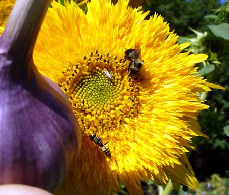 Bumblebee and wasp on sunflower with Chesnok Red garlic in foreground bhy Susan Fluegel at Grey Duck Garlic