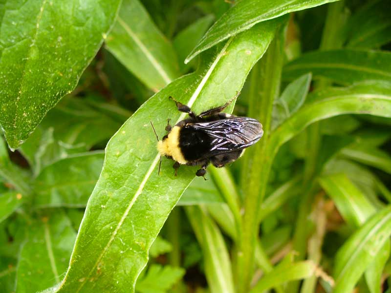 Bumblebees are fuzzy and cute by Susan Fluegel at Grey Duck Garlic
