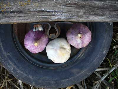 Chesnok Red and Romanian Red garlic bulbs on a wheel by Susan Fluegel at Grey Duck Garlic