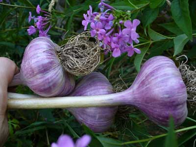 Chesnok Red garlic bulbs are colored like purple flowers  by Susan Fluegel at Grey Duck Garlic