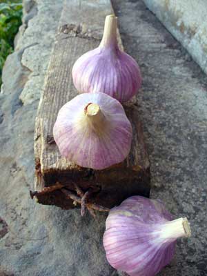Chesnok Red garlic bulbs on board with rusty nails by susan Fluegel at Grey Duck Garlic