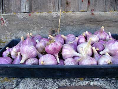 Grey Duck Garlic, a tray of Chesnok Red garlic bulbs