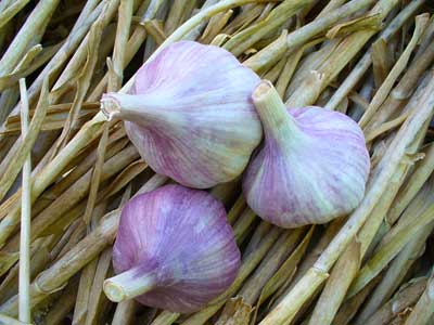 Chesnok Red garlic bulbs on dried garlic stalks by Susan Fluegel at Grey Duck Garlic