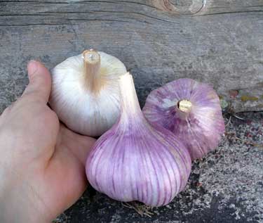 Two purple Chesnok Reds and one white German Red garlic by Susna Fluegel at Grey Duck Garlic