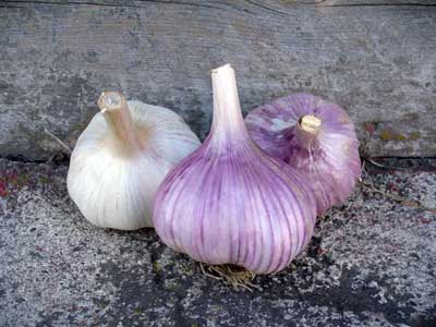 Two Chesnok Red and one German Red garlic bulb by Susan Fluegel at Grey Duck Garlic