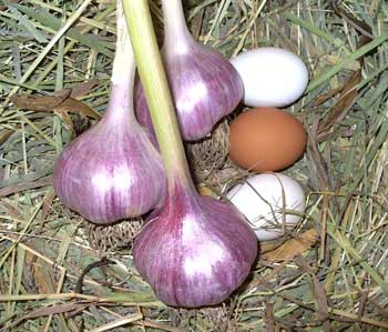 Chesnok Red garlic bulbs with three fresh free range eggs by Susan Fluegel at Grey Duck Garlic