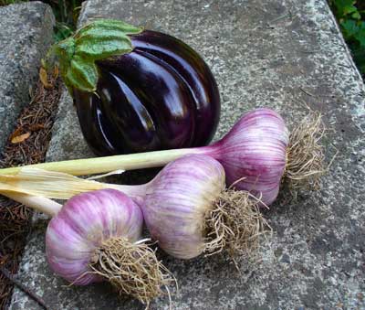 Chesnok Red garlic bulbs with eggplant by Susan Fluegel at Grey Duck Garlic