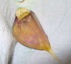 Garlic seed clove showing roots by Susan Fluegel at Grey Duck Garlic