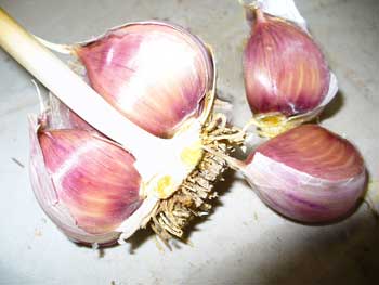 Hardneck garlic cloves by Susan Fluegel at Grey Duck Garlic