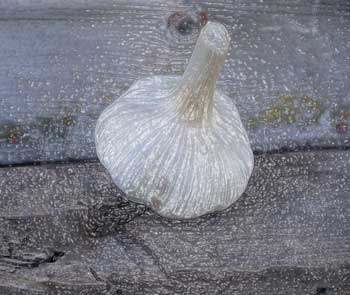 Garlic bulb wrapped in plastic by Susan Fluegel at Grey Duck Garlic