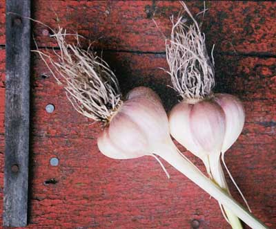 Grey Duck Garlic, garlic bulbs showing cloves