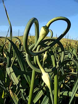 Grey Duck Garlic, garlic scapes