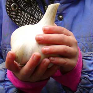 6 oz garlic bulb by Susan Fluegel at Grey Duck Garlic