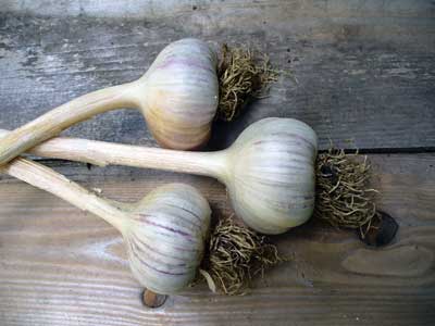 German Mountain garlic bulbs on two boards by Susan Fluegel at Grey Duck Garlic