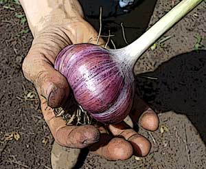Grey Duck Garlic, German Red garlic