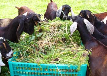 Goats eat weeds from wagon by Susan Fluegel at Grey Duck Garlic
