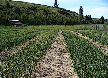 Grey Duck Garlic, organic garlic farm