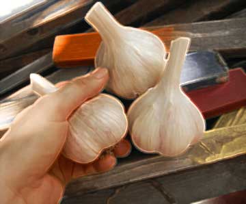 Hand grabbing hardneck garlic bulbs by Susan Fluegel at Grey Duck Garlic