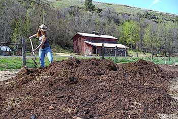 Grey Duck Garlic, Katie shovels manure