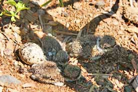 Kildeer chicks hatching in garlic field by Susan Fluegel at Grey Duck Garlic 