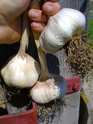 Lorez Italian garlic bulbs by barn door handle by Susan Fluegel at Grey Duck Garlic