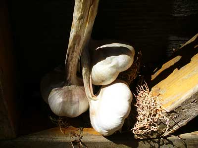 Still Life with Lorez Italian Garlic Bulbs by Susan Fluegel at Grey Duck Garlic