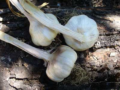 Lorez Italian softneck garlic bulbs on bark by Susan Fluegel at Grey Duck Garlic 