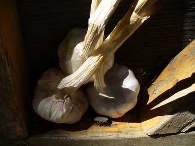 Lorez Italian softneck garlic bulbs rest on pine boards by Susan Fluegel at Grey Duck Garlic