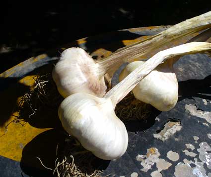 Lorez Italian garlic bulbs rest on metal drum lid by Susan Fluegel at Grey Duck Garlic