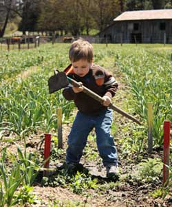 Grey Duck Garlic, Nate weeds the garlic field