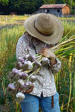 Patty in straw hat holds a mixed armful of Siberian garlic by Susan Fluegel at Grey Duck Garlic
