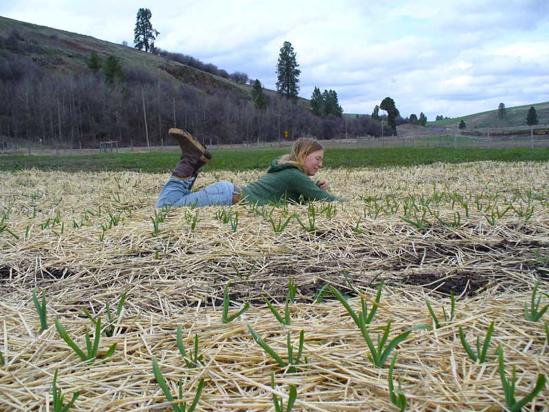 Patty relaxes in a field of garlic by Susan Fluegel at Grey Duck Garlic