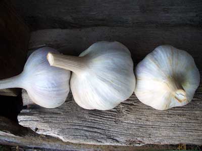 Phillips garlic bulbs on grey wood by Susan Fluegel at Grey Duck Garlic