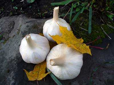 Grey Duck Garlic: Phillips garlic bulbs near fall leaves