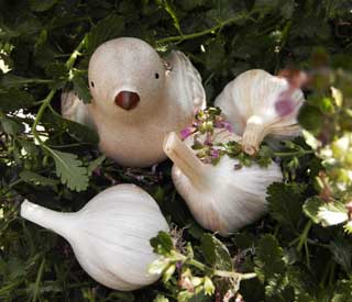 Phillips hardneck garlic by bird by Susan Fluegel at Grey Duck Garlic