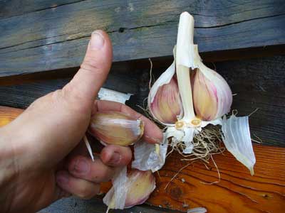 Large porcelain garlic shows its cloves by Susan Fluegel at Grey Duck Garlic