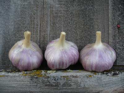 Red Rezan garlic bulbs sitting in a row by Susan Fluegel at Grey Duck Garlic