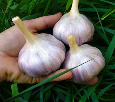 Red Rezan garlic in the green grass by Susan Fluegel at Grey Duck Garlic
