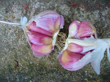 Red Rezan garlic has metallic cloves by Susan Fluegel at Grey Duck Garlic