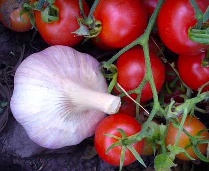 Romanian Red garlic bulb with tomatoes by Susan Fluegel at Grey Duck Garlic