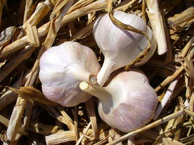 Romanian Red garlic bulbs in a nest of straw by Susan Fluegel at Grey Duck Garlic