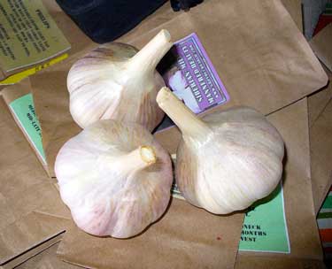 Romanian Red garlic bulbs sit on brown paper lunch bags by Susan Fluegel at Grey Duck Garlic