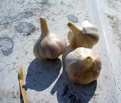 Romanian Red garlic bulbs on cement by Susan Fluegel at Grey Duck Garlic