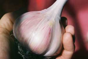 Grey Duck Garlic, Romanian bulb